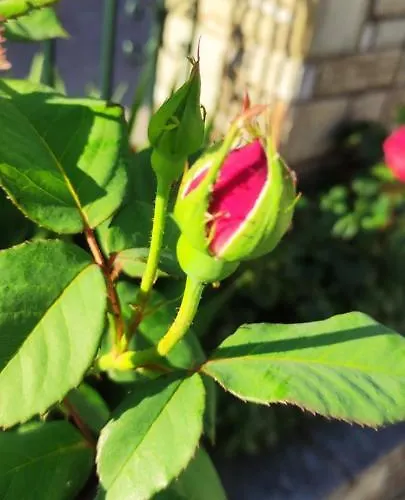 Papagiannopoulou Zagora