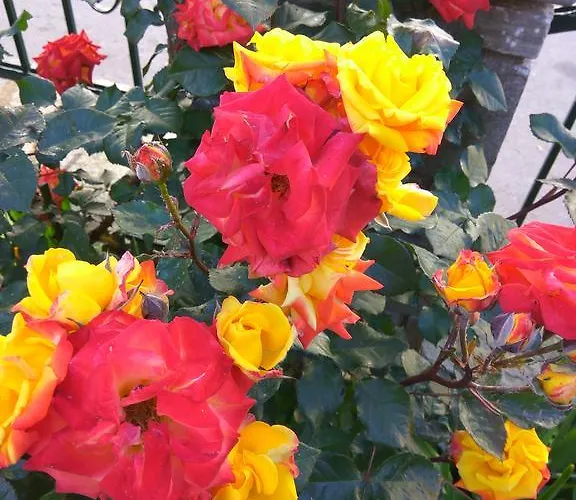 Apartament Papagiannopoulou Zagora